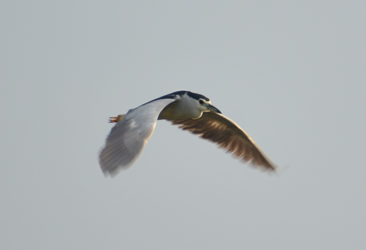 Black-crowned Night Heron - ML278237771