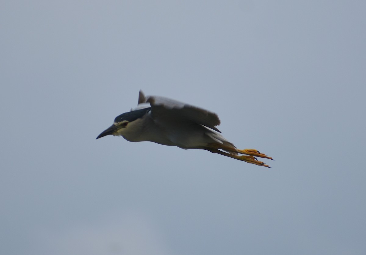 Black-crowned Night Heron - ML278237781