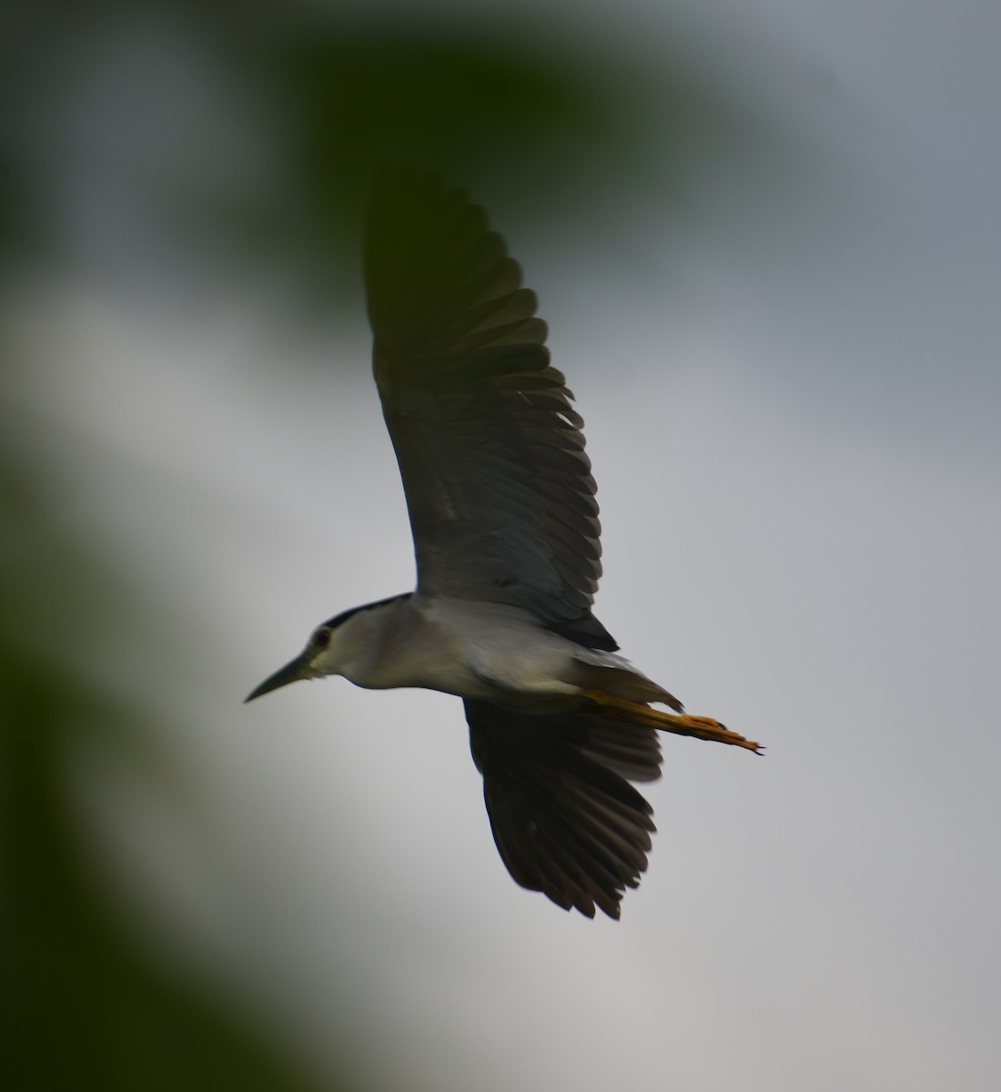 Black-crowned Night Heron - ML278237921