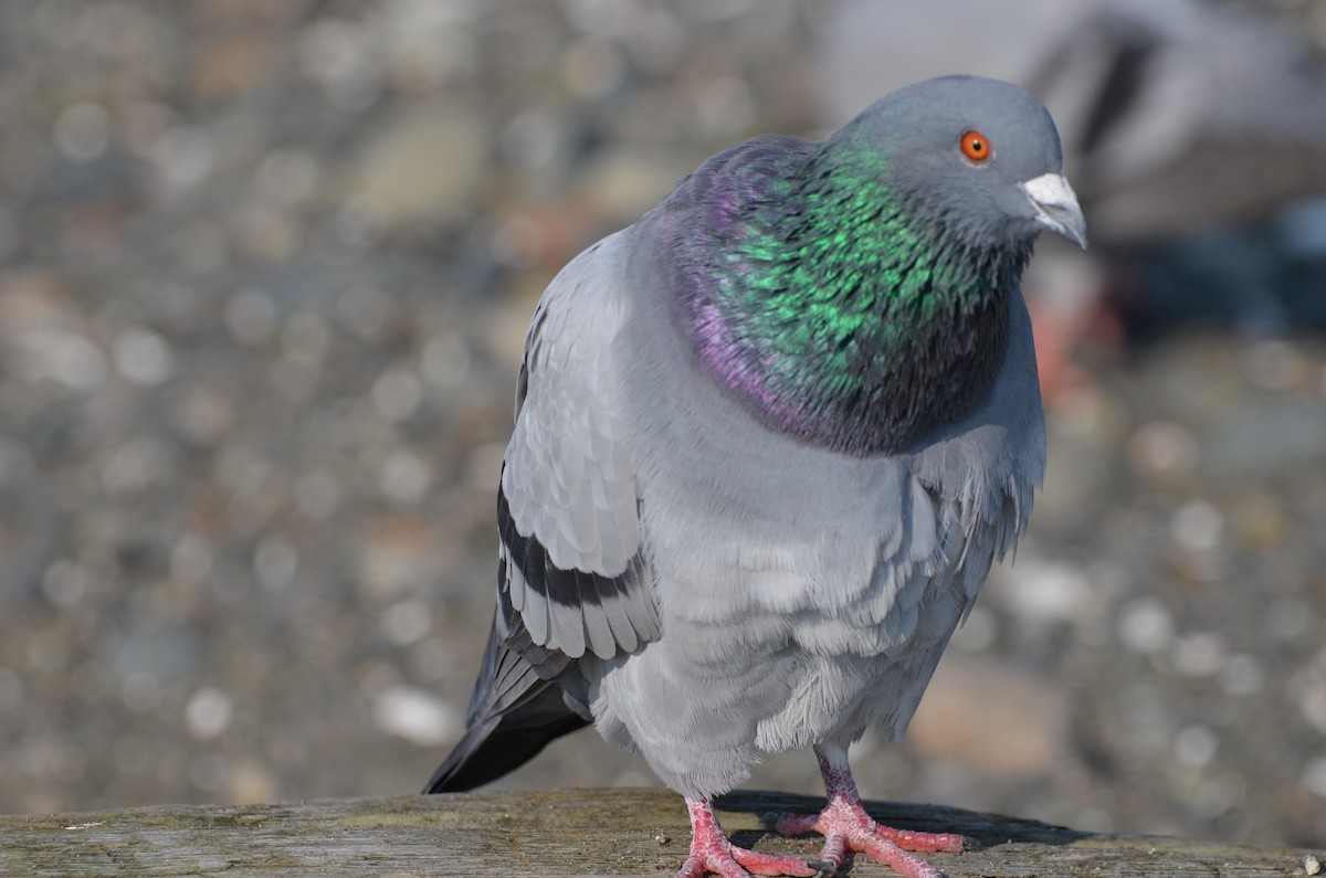 Rock Pigeon (Feral Pigeon) - Andrew Jacobs