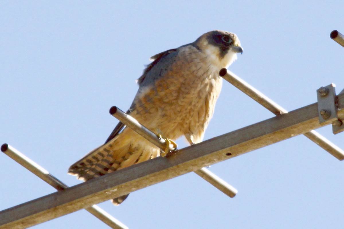 Alcotán Australiano - ML27823811