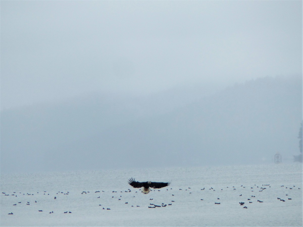 Bald Eagle - Karthik Murali