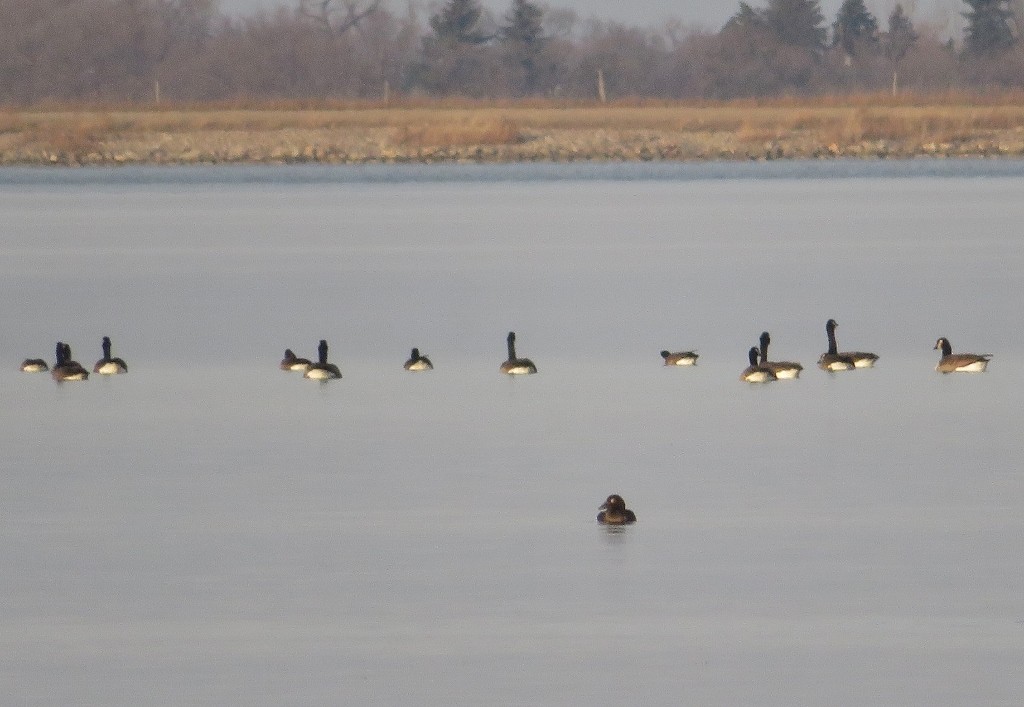 White-winged Scoter - ML278239111