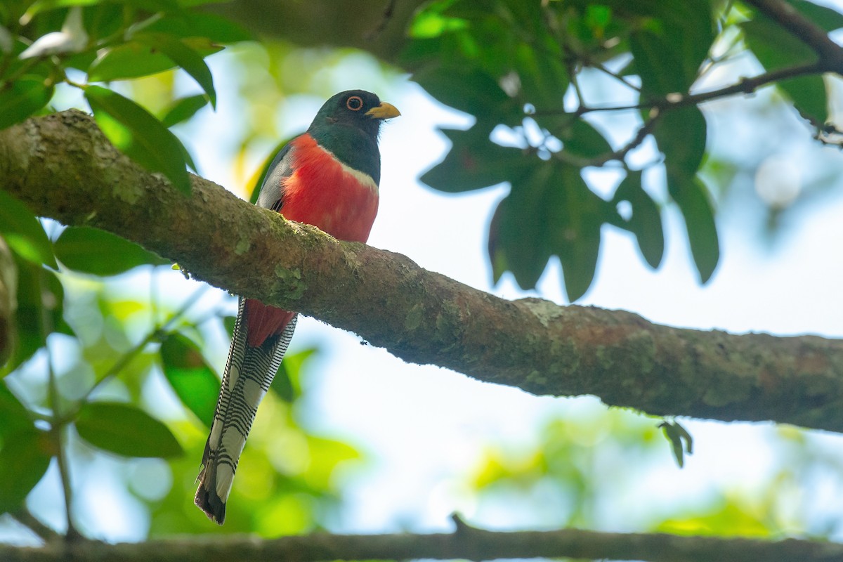 Elegant Trogon - benny cottele