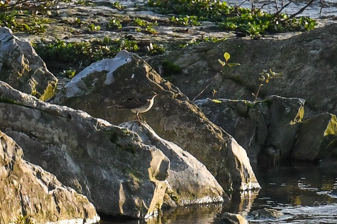 Water Pipit - ML278239451