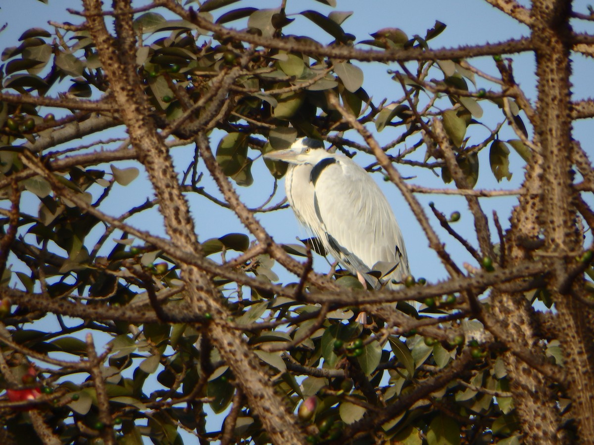 Gray Heron - ML27823951