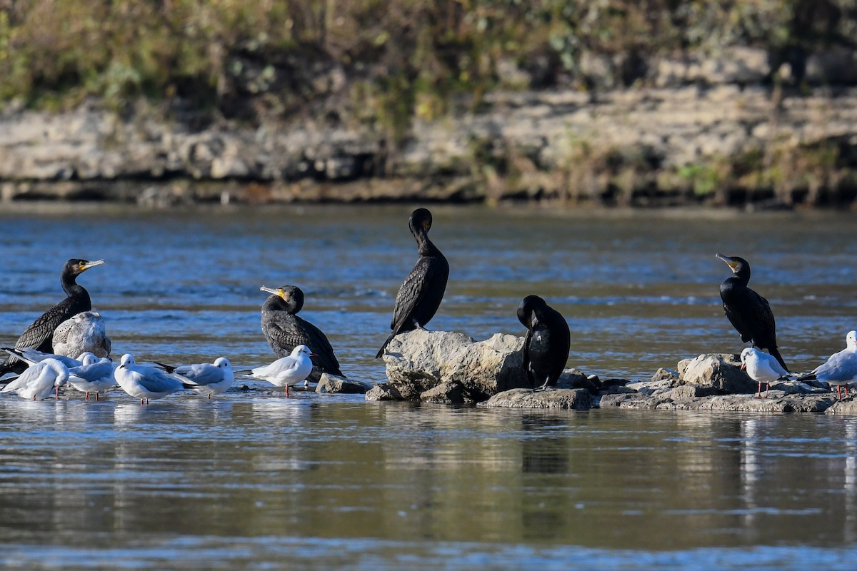 Great Cormorant - ML278239891