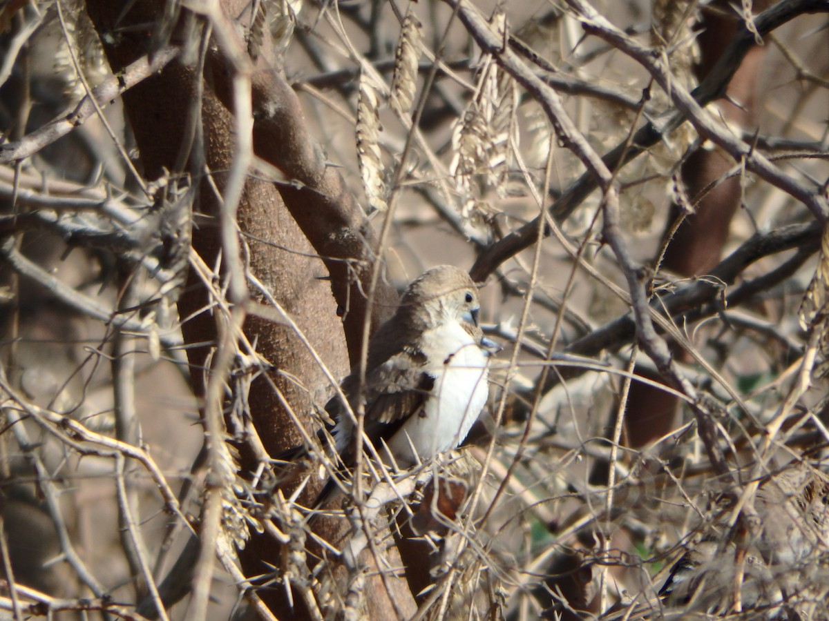 Indian Silverbill - ML27824011