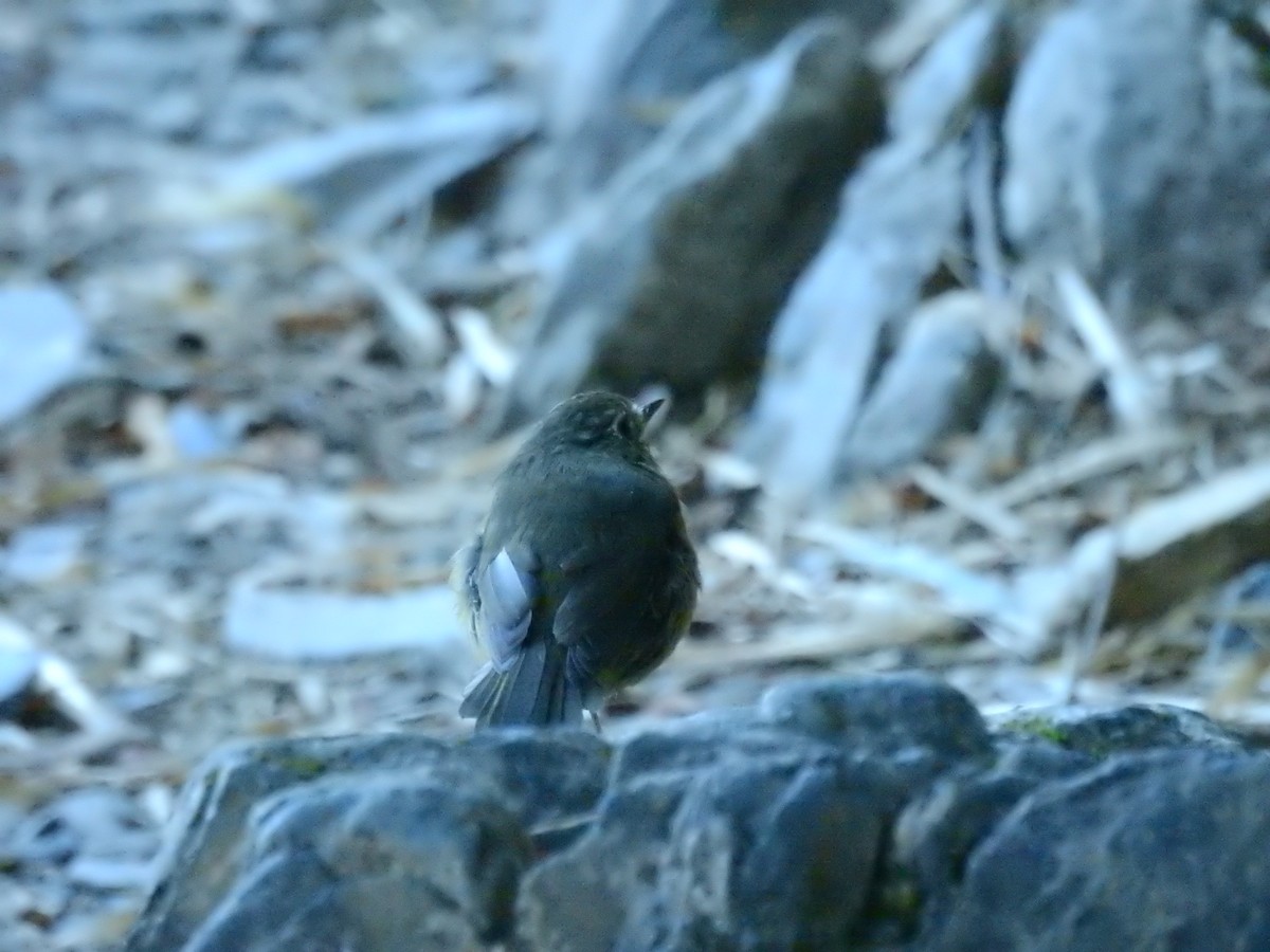 Collared Bush-Robin - ML278240501