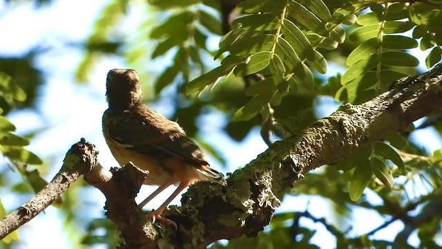 Miombo Scrub-Robin - ML278241591