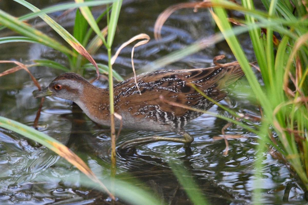 Baillon's Crake - ML278241881