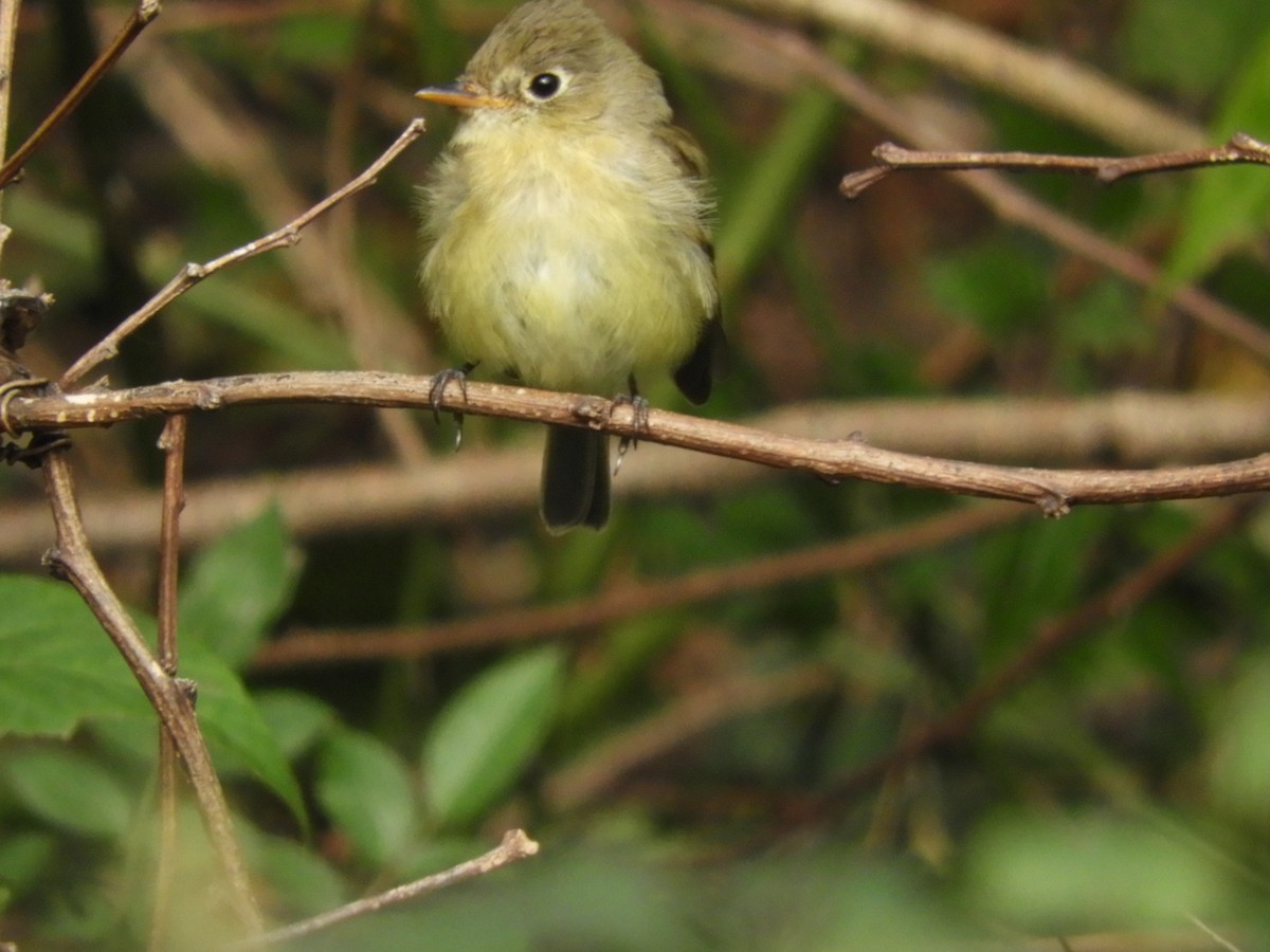 Western Flycatcher (Pacific-slope) - ML278242611