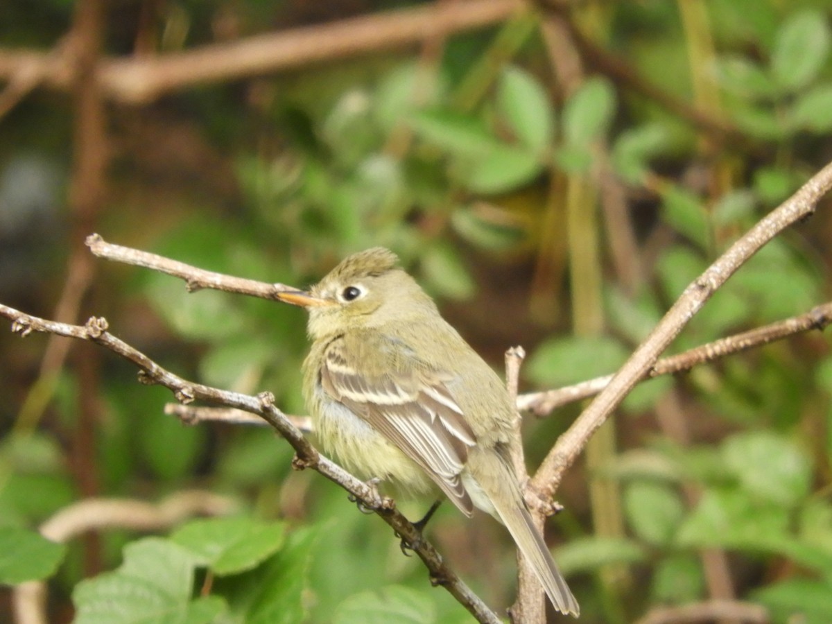 Western Flycatcher (Pacific-slope) - ML278242621