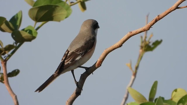 חנקן שחור-מצח - ML278242861