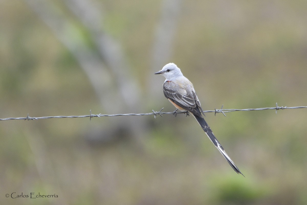 Scissor-tailed Flycatcher - ML27824351