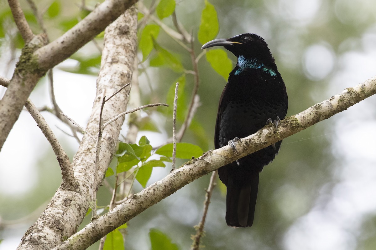 Paradise Riflebird - Chris Murray