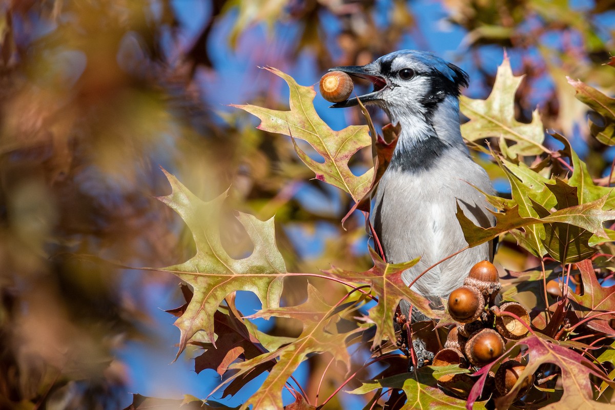 Blue Jay - Mason Maron