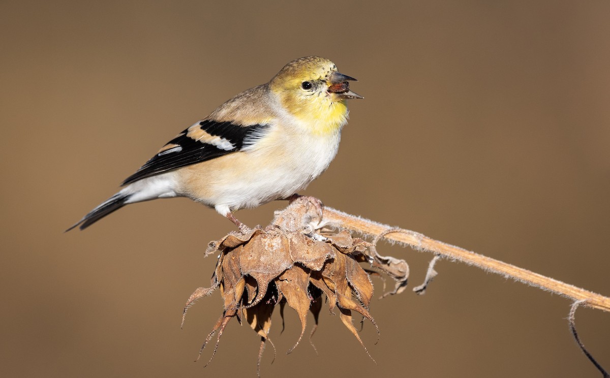 American Goldfinch - Mason Maron