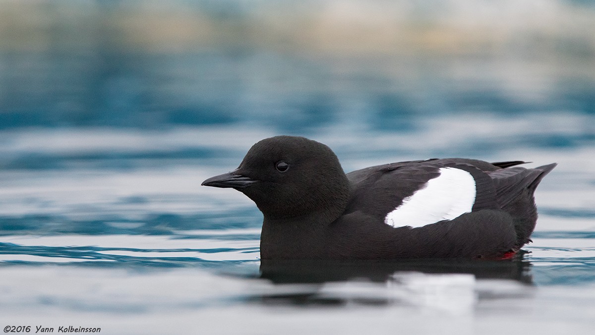 Guillemot à miroir (groupe grylle) - ML27824841