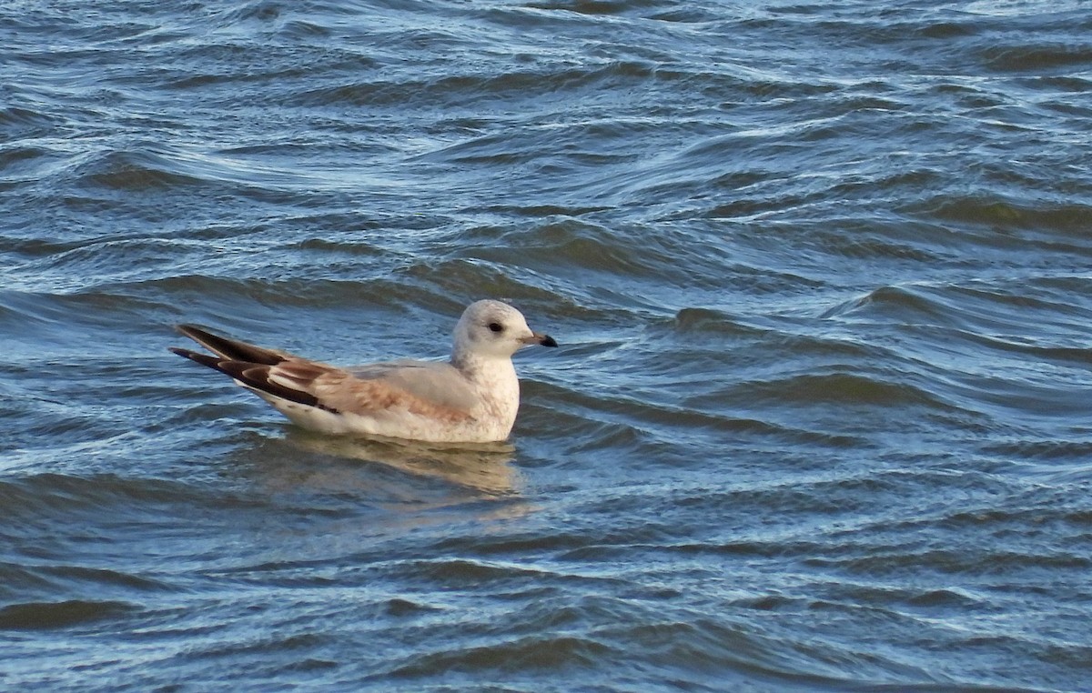 Common Gull - Martín  Rey Pellitero