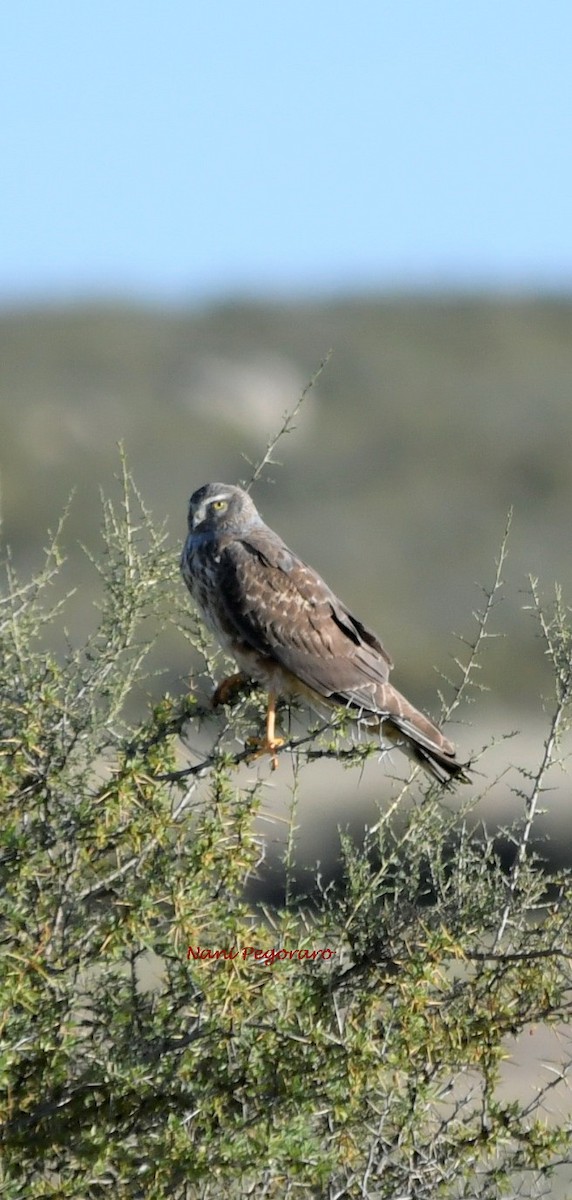 Cinereous Harrier - ML278255231