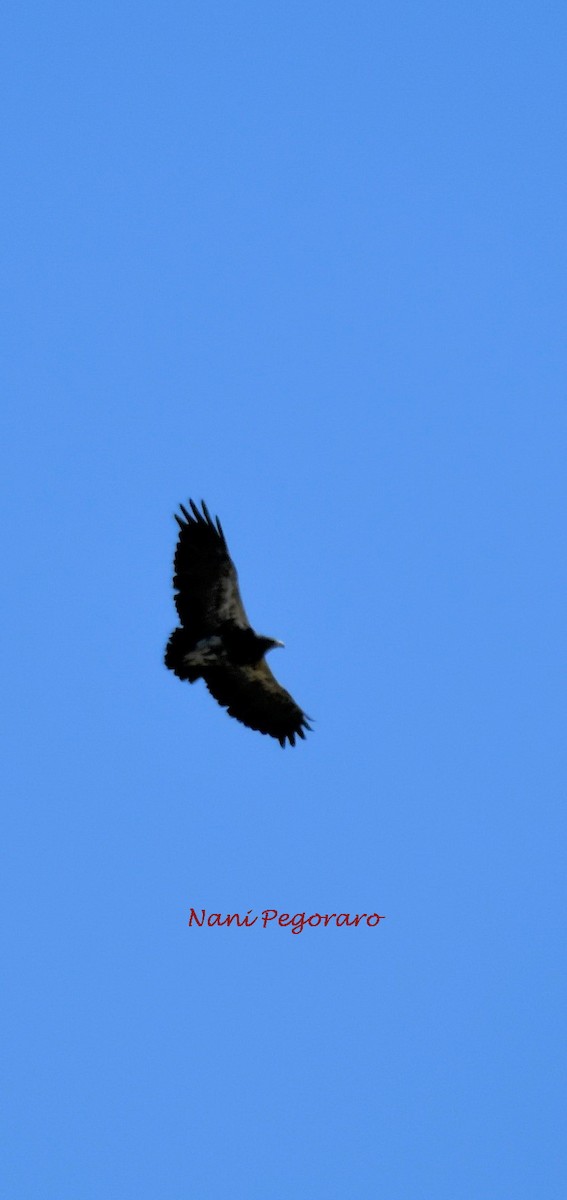 Black-chested Buzzard-Eagle - ML278255281