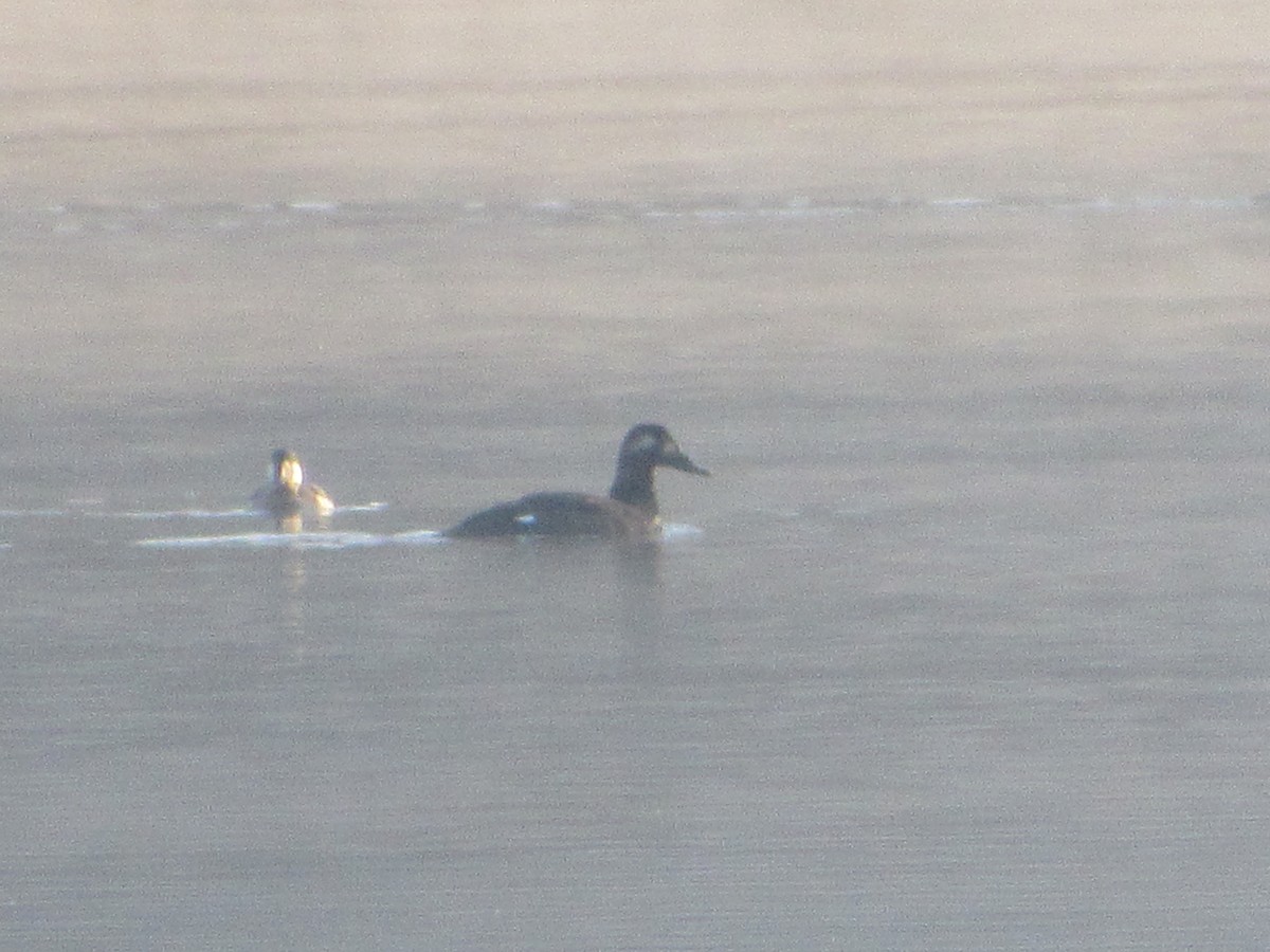 White-winged Scoter - ML278255361