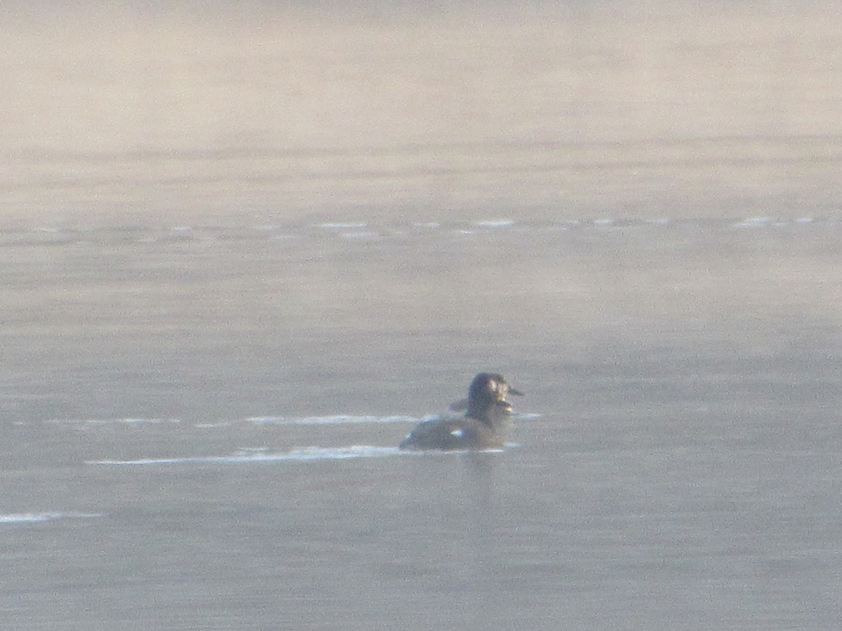 White-winged Scoter - ML278255371