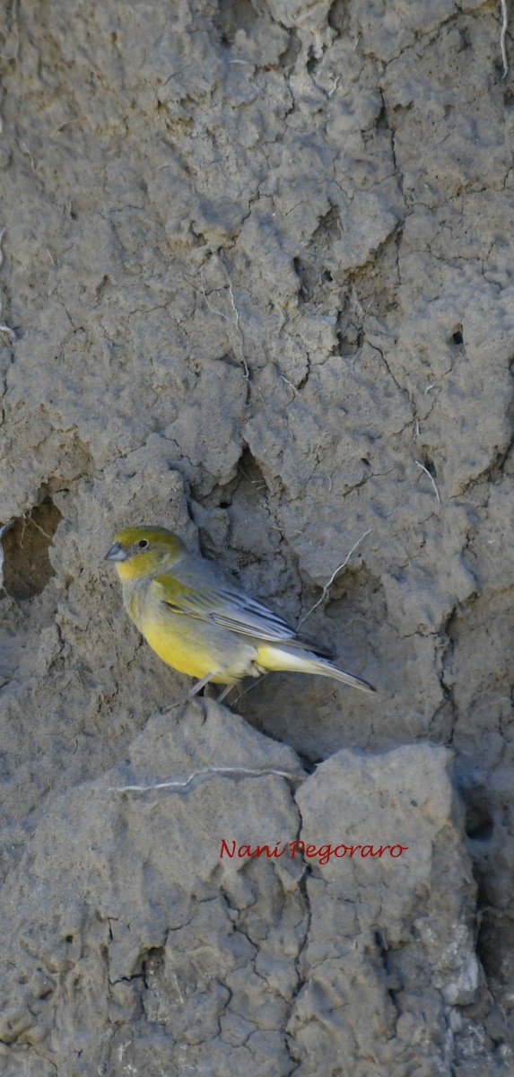 Patagonian Yellow-Finch - ML278255391