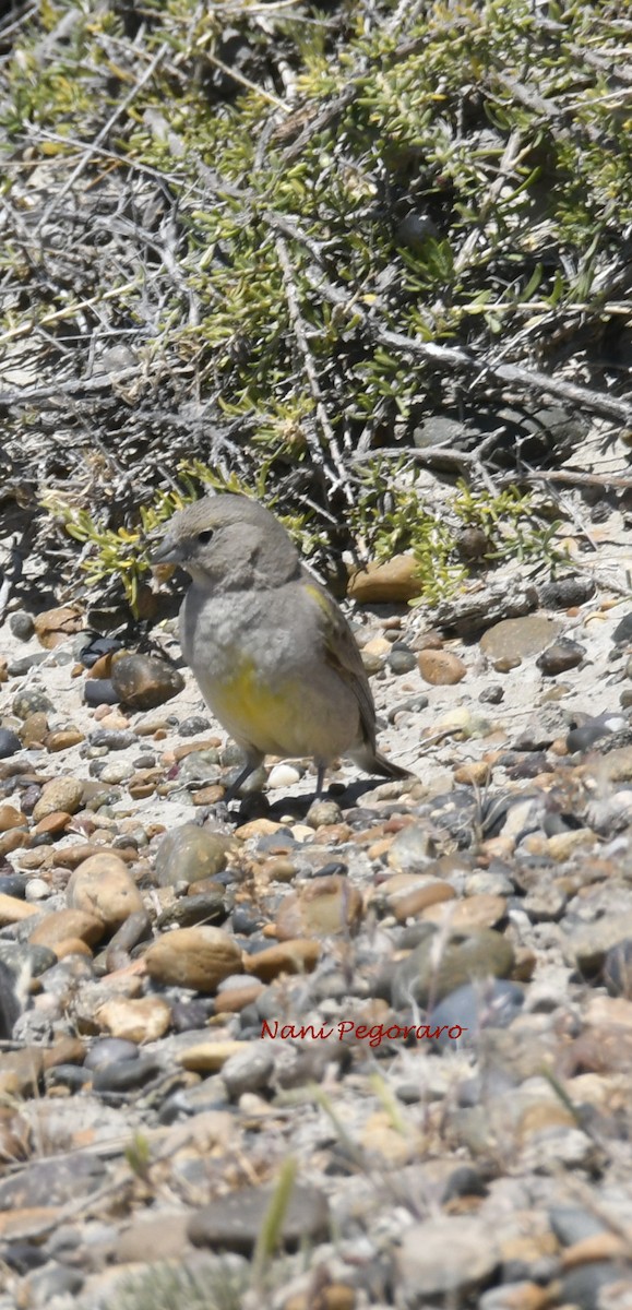 Patagonian Yellow-Finch - ML278255441