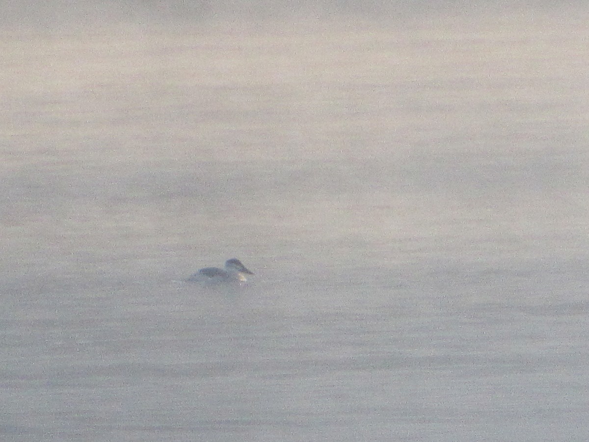 Ruddy Duck - Steve Manns