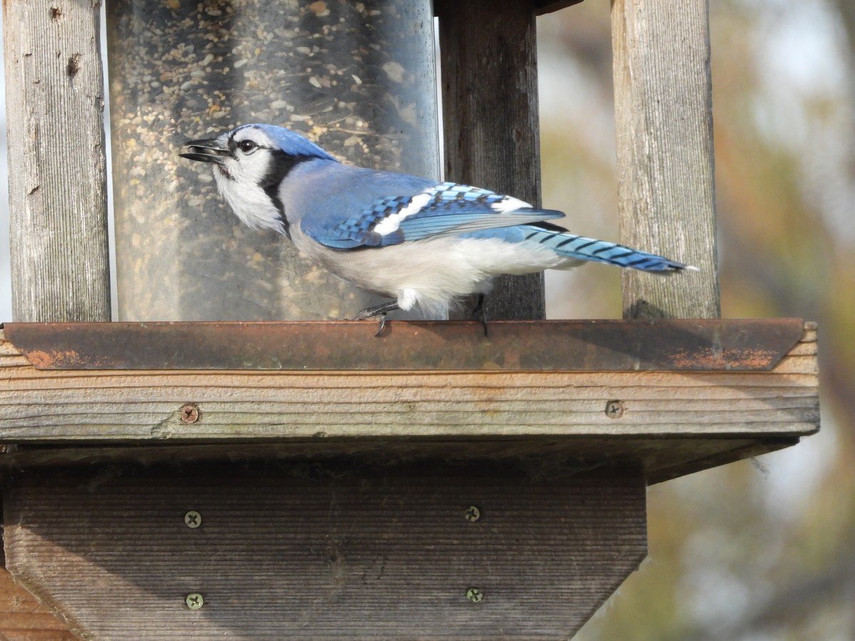 Blue Jay - ML278256101