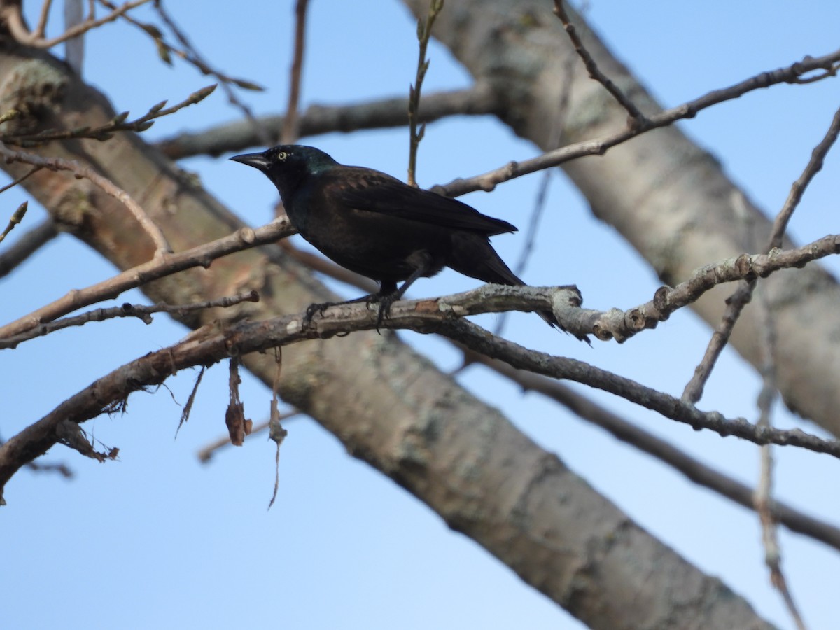 Common Grackle - George Koppel