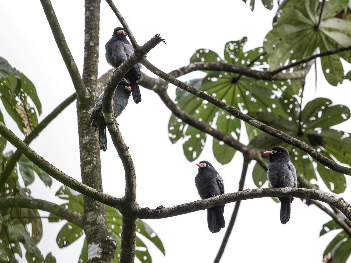 White-fronted Nunbird (Pale-winged) - Nick Athanas