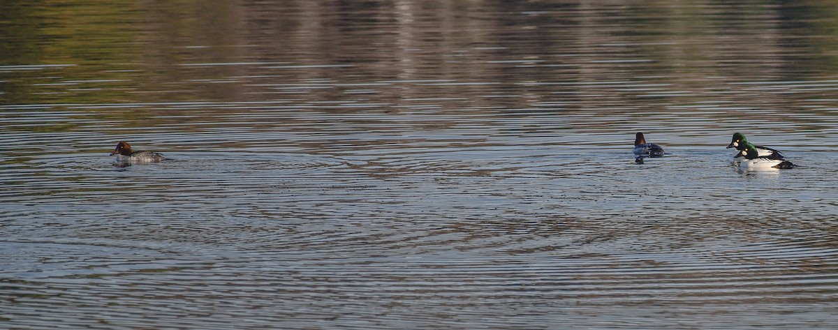 Common Goldeneye - ML278256881