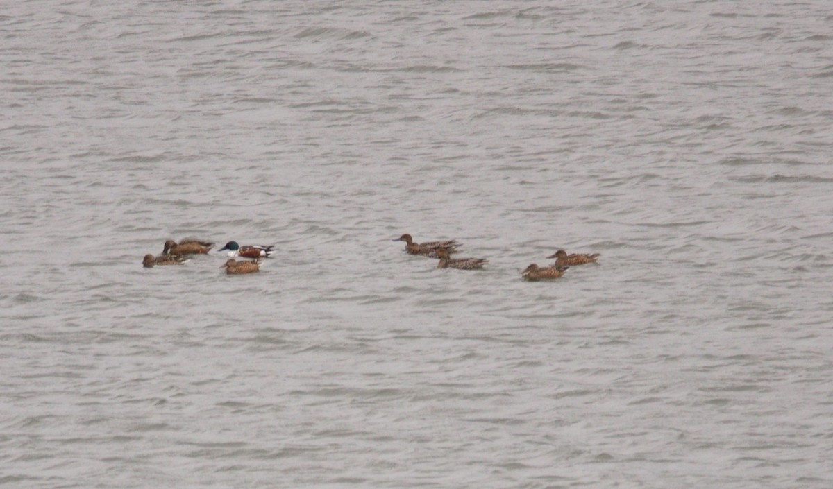 Northern Shoveler - ML278257331