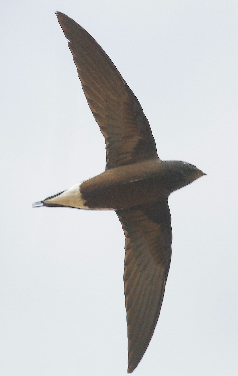 Brown-backed Needletail - ML278257401