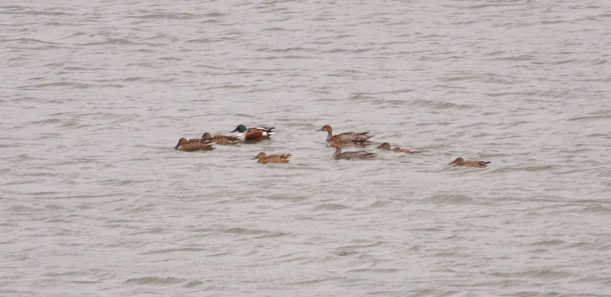 Northern Pintail - ML278257481