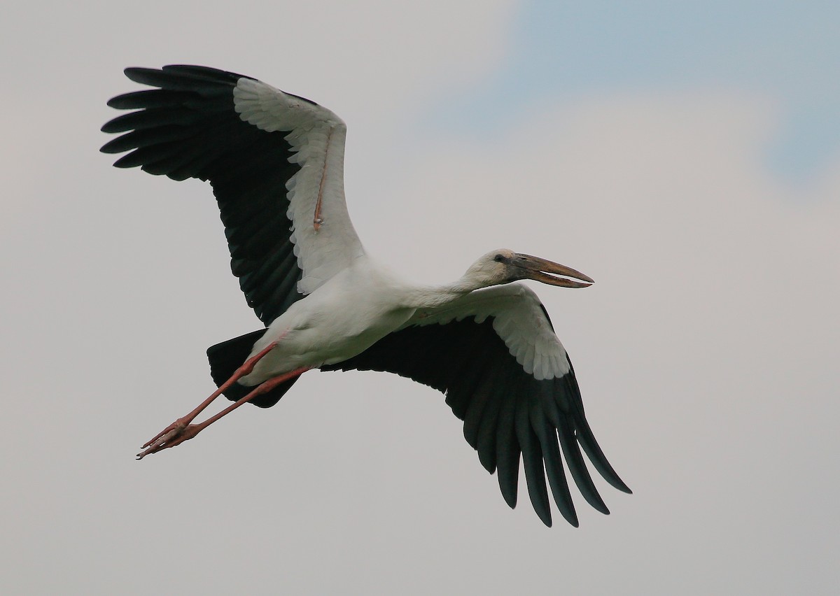 Asian Openbill - ML278257501