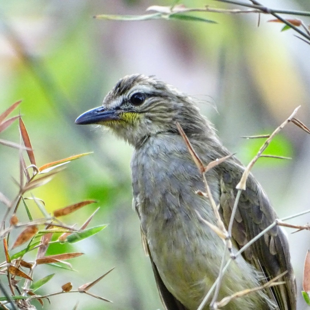 White-browed Bulbul - ML278258021