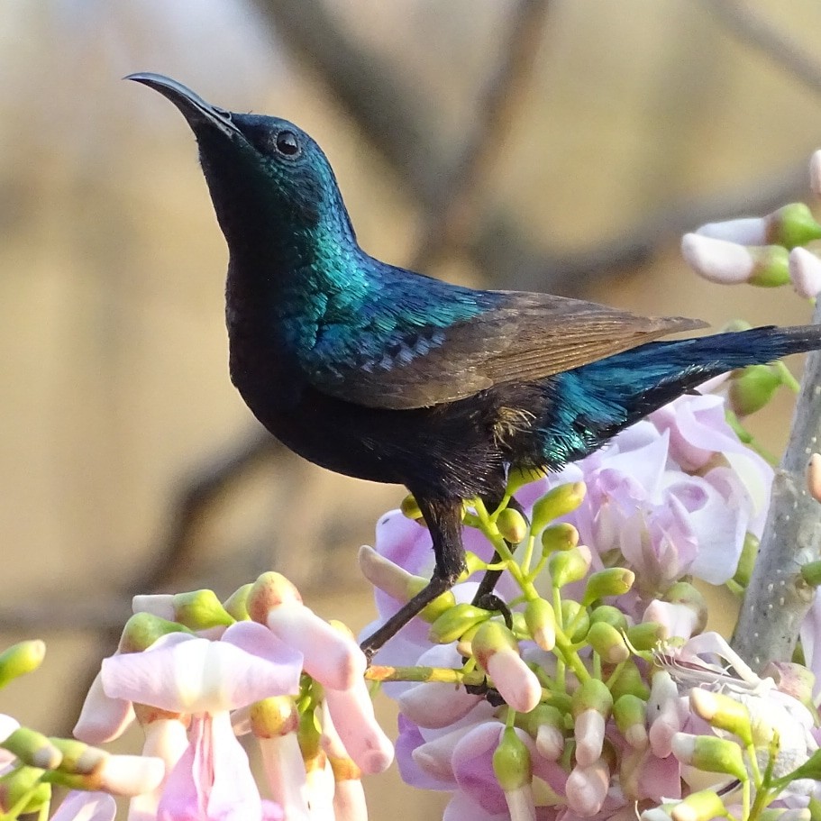 Purple Sunbird - ML278258031