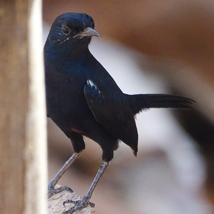 Indian Robin - Bujju Ajju