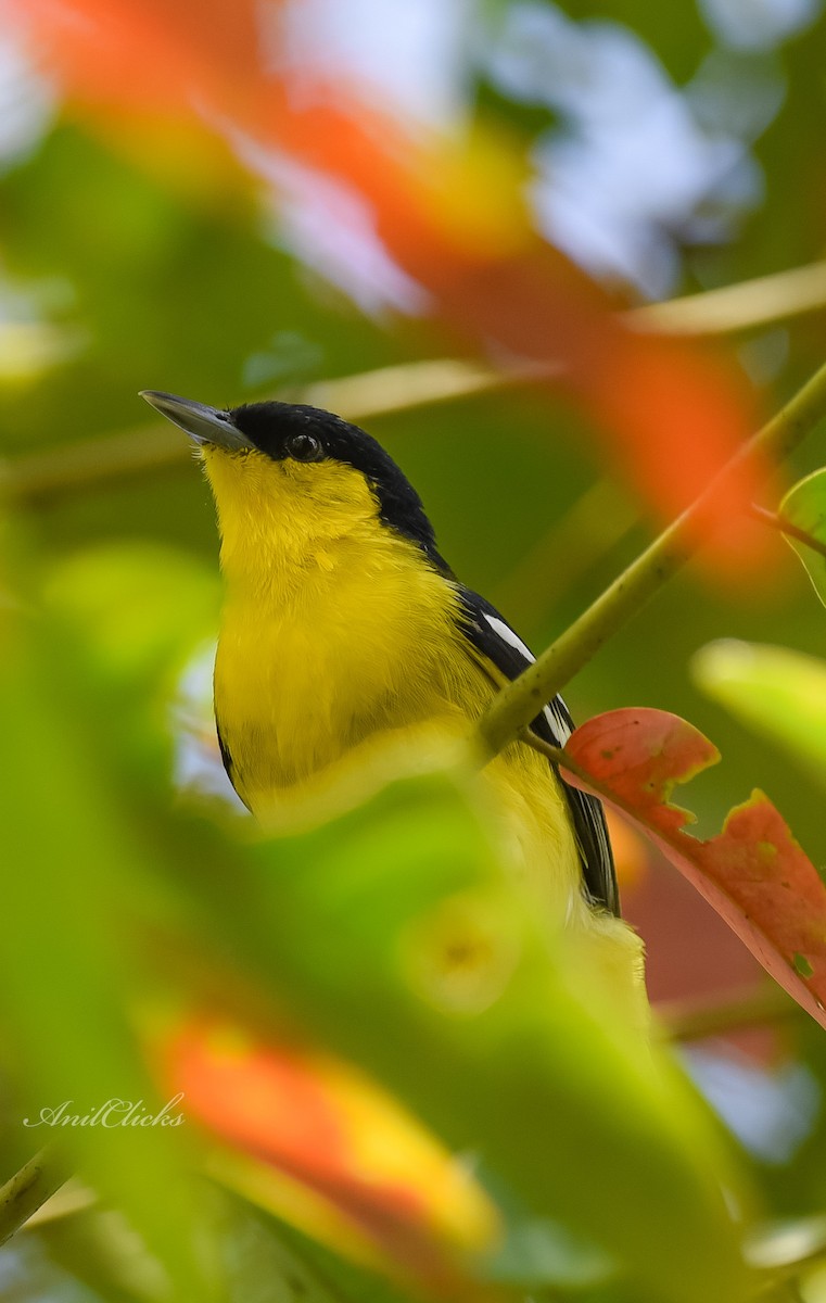 Common Iora - ML278258271