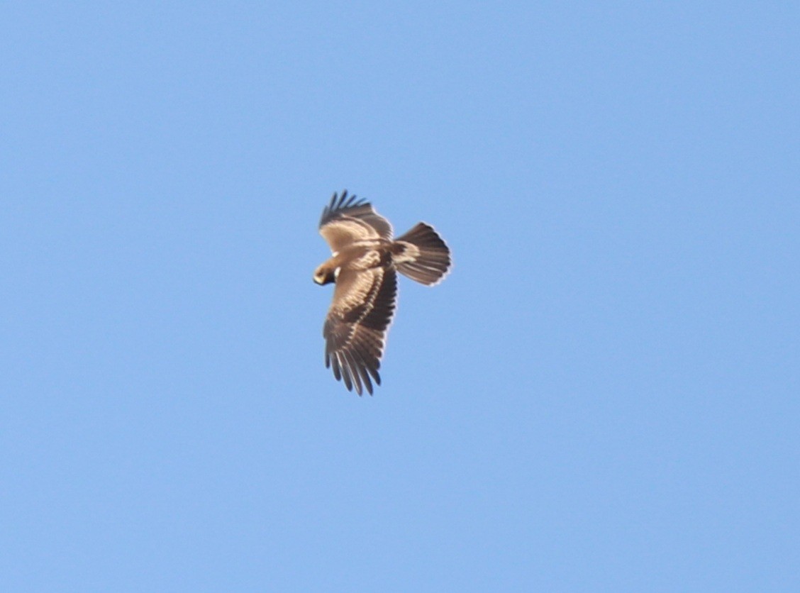 Booted Eagle - Elavarasan M