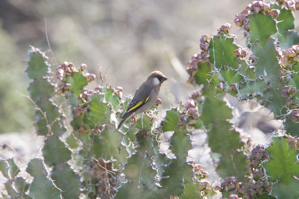 Socotra Grosbeak - Simon Colenutt