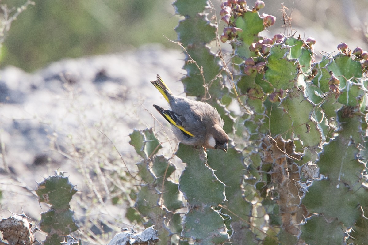 Socotra Grosbeak - Simon Colenutt