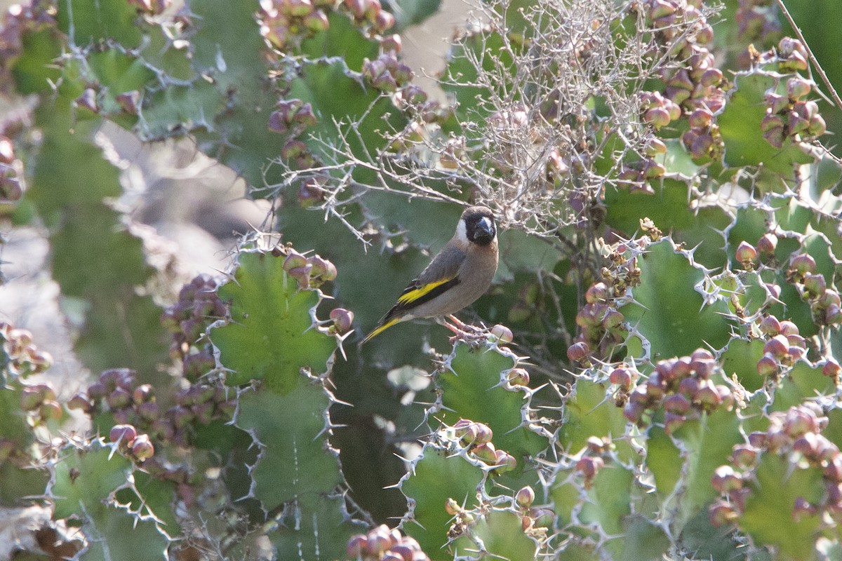 Socotra Grosbeak - Simon Colenutt