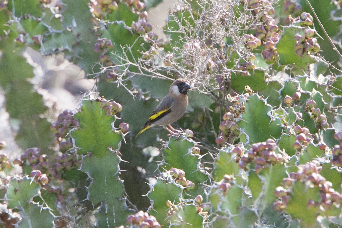 Socotra Grosbeak - Simon Colenutt