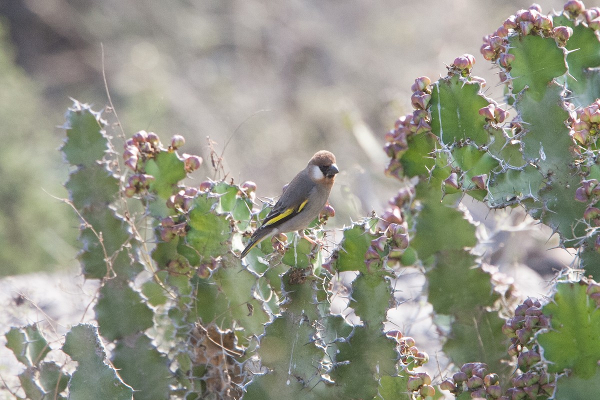 Socotra Grosbeak - Simon Colenutt