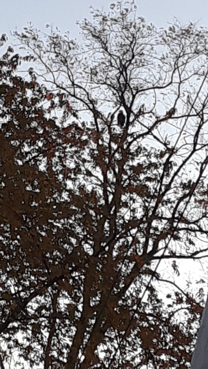 orel bělohlavý - ML278261271